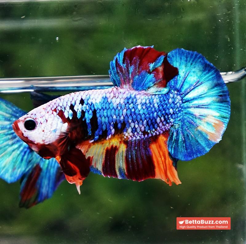 Betta fish Fancy Multicolor Dragon HMPK - Image 2