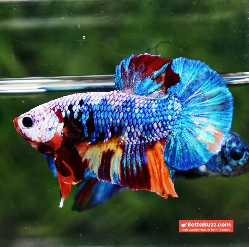Betta fish Fancy Multicolor Dragon HMPK - Image 4