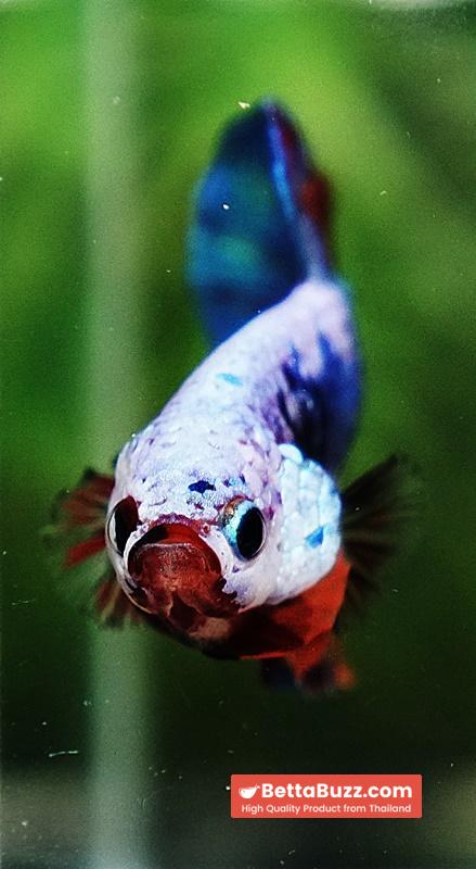 Betta fish Fancy Multicolor Dragon HMPK - Image 7