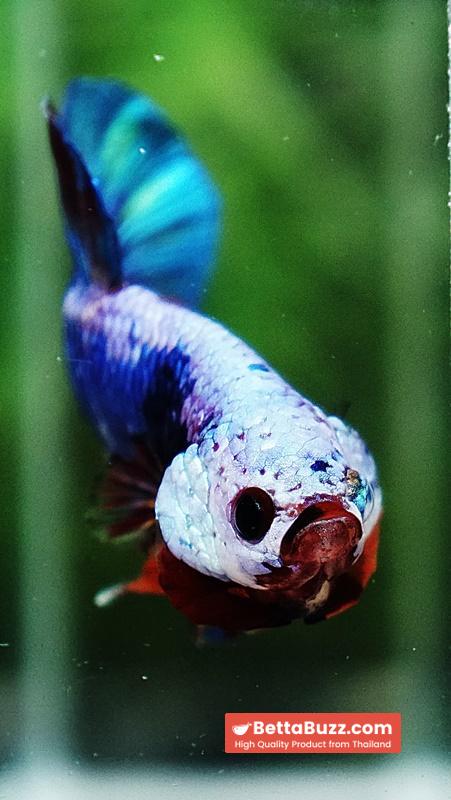 Betta fish Fancy Multicolor Dragon HMPK - Image 8