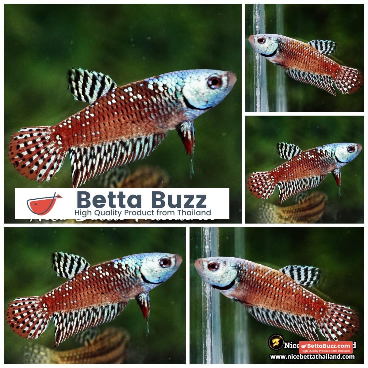 Female Wild Betta Fish Green Alien Samurai Hybrid