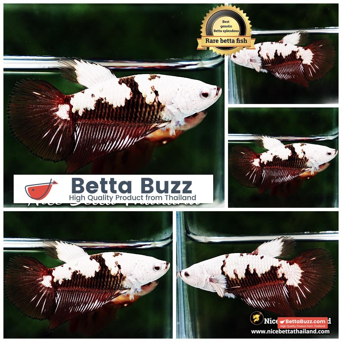 Female Betta fish Killer Shadow Vampire Black Star samurai Helmet (Ultra Rare) HM