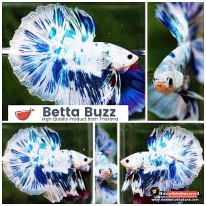 Betta Fish Prince of The Frozen OHM