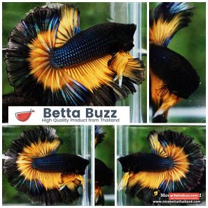 Betta Fish Black Pumkin Mustard Gas Butterfly Sky Hawk OHM