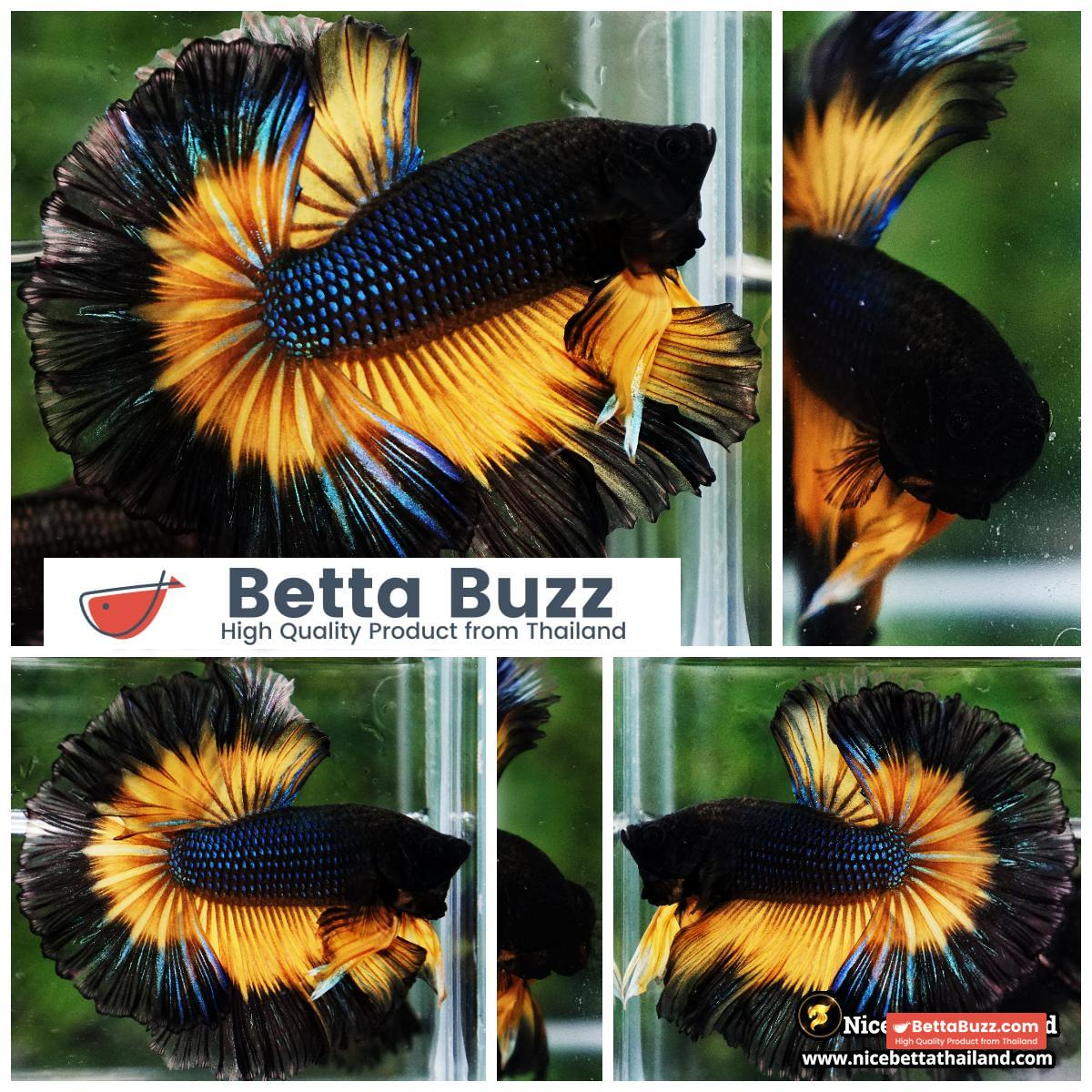 Betta Fish Black Pumkin Mustard Gas Butterfly Sky Hawk OHM