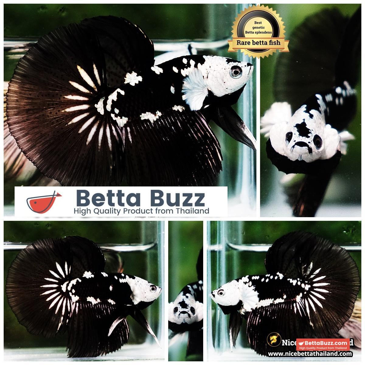 Betta fish Killer Shadow Black Star Samurai (Ultra Rare) HM