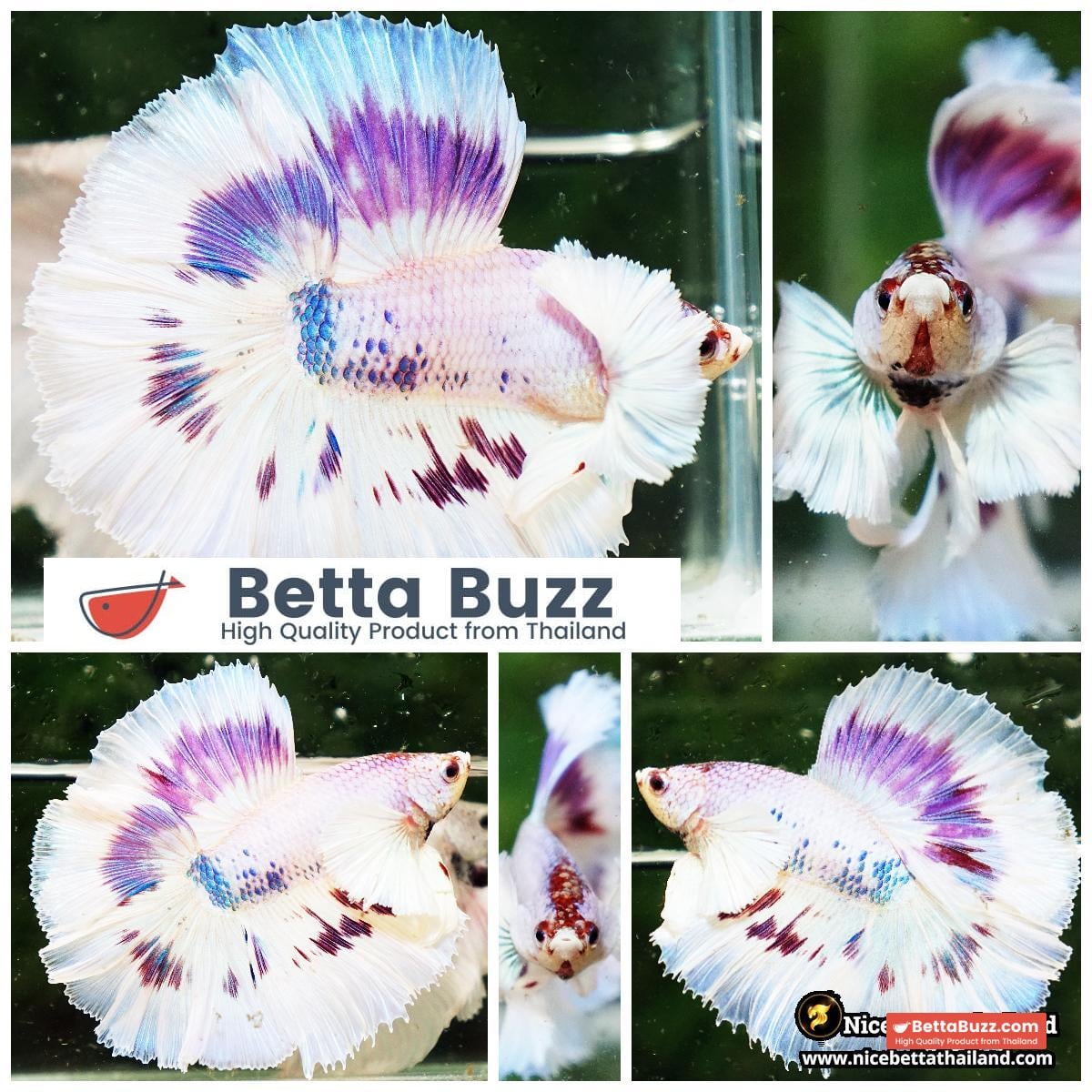 Betta Fish Full Moon Magical Fancy Purple Marble Dumbo DTHM