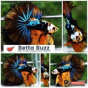 Betta Fish King Warrior Mustard Gas OHM