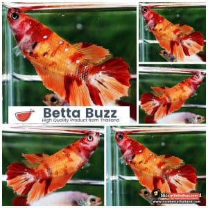 Female Betta Fish Nemo Classic HM