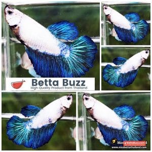 Female Betta Fish Blue Rim HM