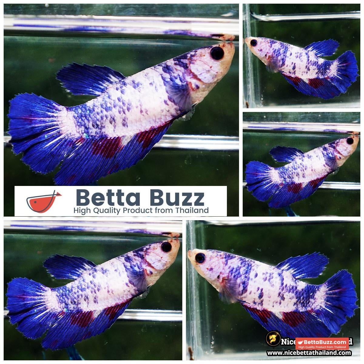 Female Betta Fish Fancy Blue Marble HM