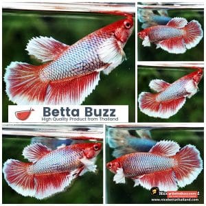 Female Betta Fish Red Salamander Dumbo HM