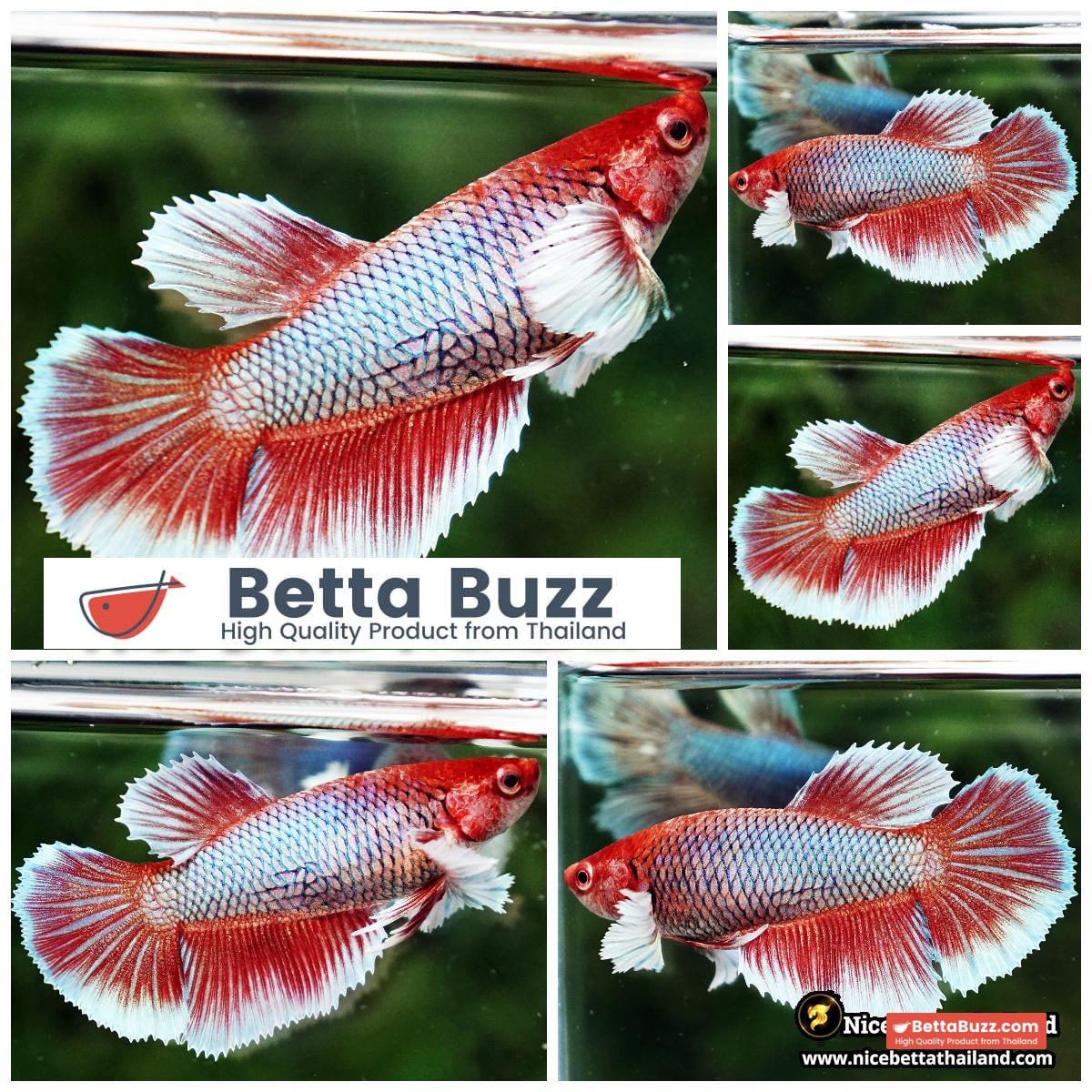 Female Betta Fish Red Salamander Dumbo HM