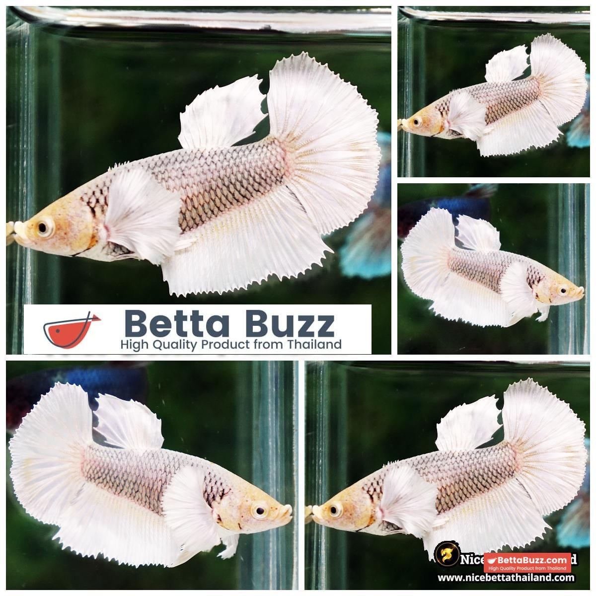 Female Betta Fish Gold Copper Net Dumbo HM