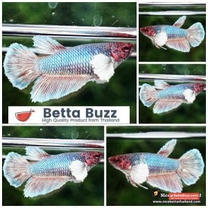 Female Betta Fish Betta fish Red Emerald Salamander Dumbo HM