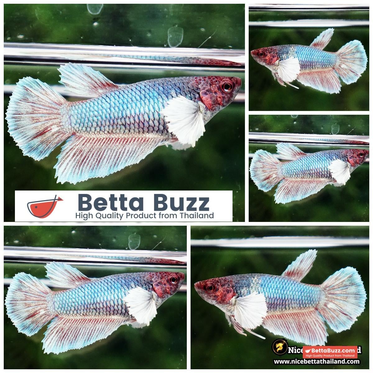 Female Betta Fish Betta fish Red Emerald Salamander Dumbo HM