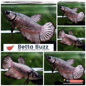 Female Betta Fish Copper Gold HM