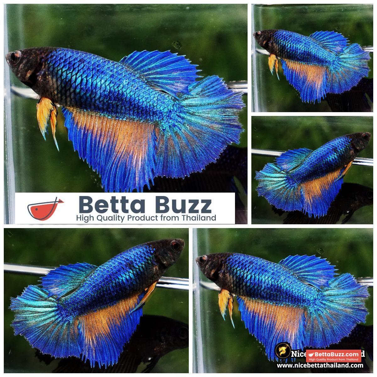 Female Betta Fish Blue Mustard Gas Black Head (Classic) HM