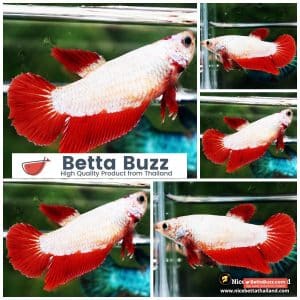 Female Betta Fish Snow On Fire HM