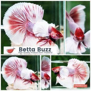 Betta Fish Red Salamander Dumbo HM