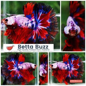 Betta Fish Fancy Captian America OHM