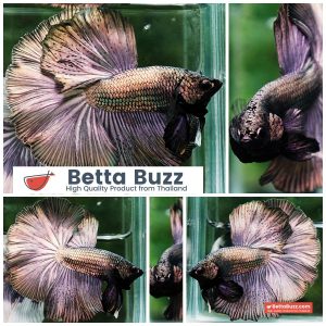 Betta Fish Classic Copper Gold OHM