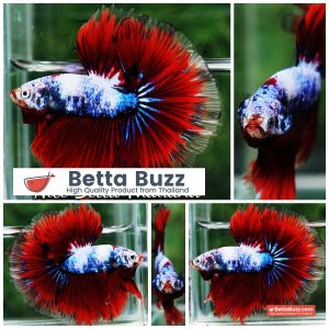 Betta Fish Fancy Captian America Sky Hawk OHM