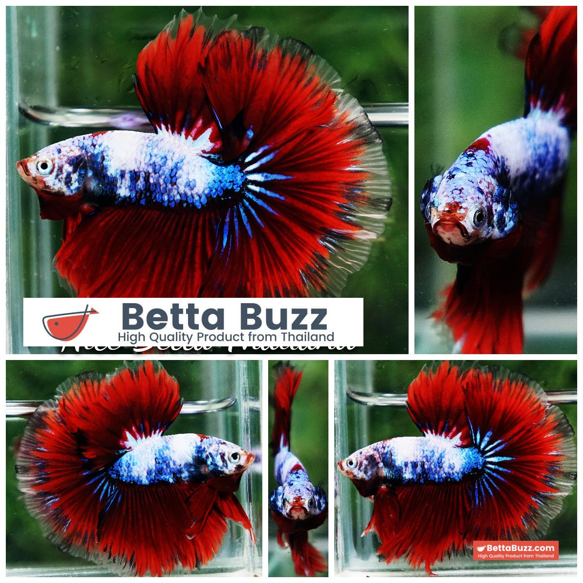 Betta Fish Fancy Captian America Sky Hawk OHM