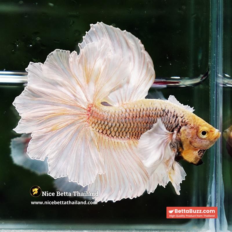 Betta Fish Prince of Gold Copper Net Dumbo (Feather tail) - Image 4