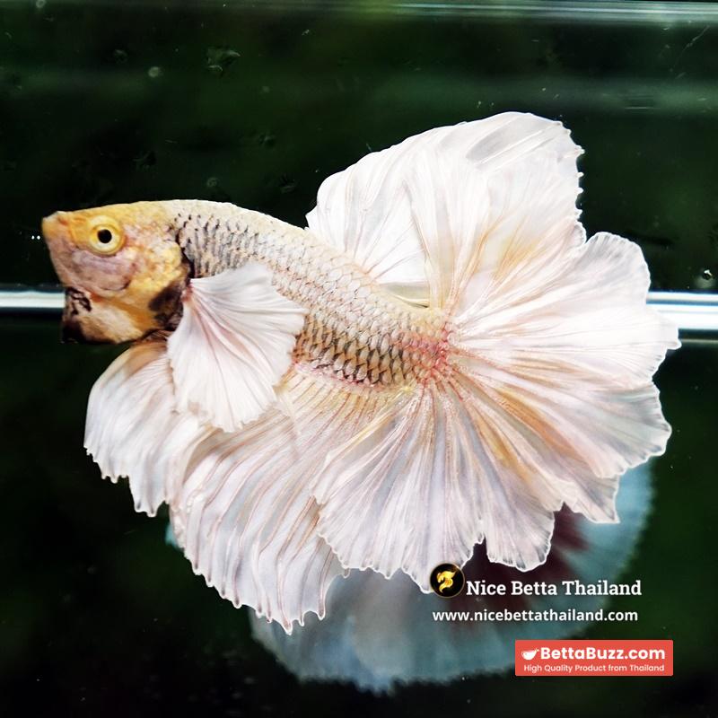Betta Fish Prince of Gold Copper Net Dumbo (Feather tail) - Image 3