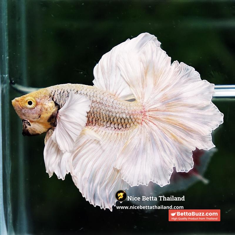 Betta Fish Prince of Gold Copper Net Dumbo (Feather tail) - Image 9
