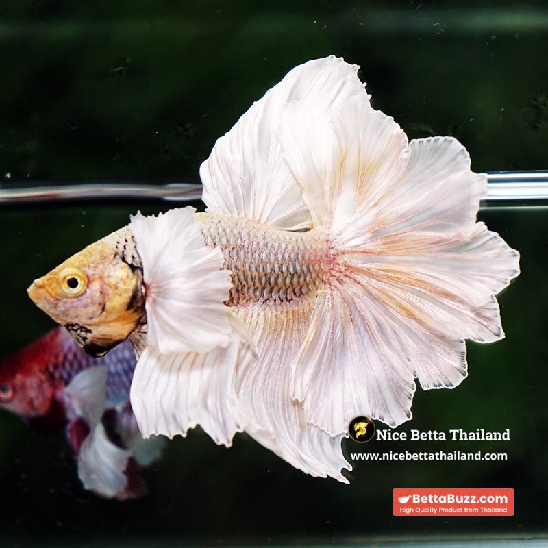 Betta Fish Prince of Gold Copper Net Dumbo (Feather tail) - Image 5