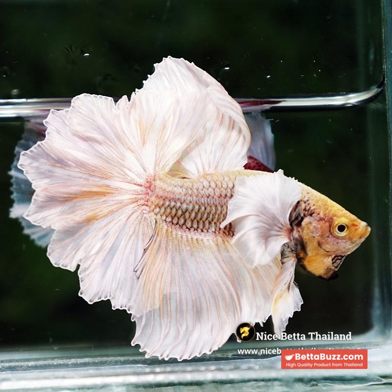 Betta Fish Prince of Gold Copper Net Dumbo (Feather tail) - Image 6