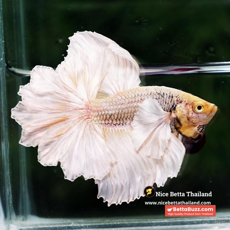 Betta Fish Prince of Gold Copper Net Dumbo (Feather tail) - Image 8