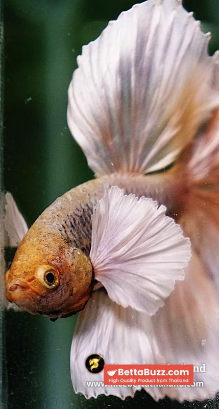Betta Fish Prince of Gold Copper Net Dumbo (Feather tail) - Image 10