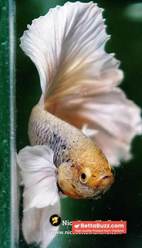 Betta Fish Prince of Gold Copper Net Dumbo (Feather tail) - Image 11