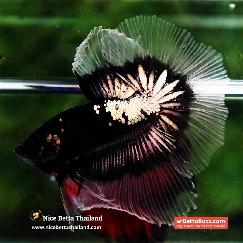 Betta fish Killer Shadow Black Star Warrior Butterfly (Ultra Rare) OHM - Image 5