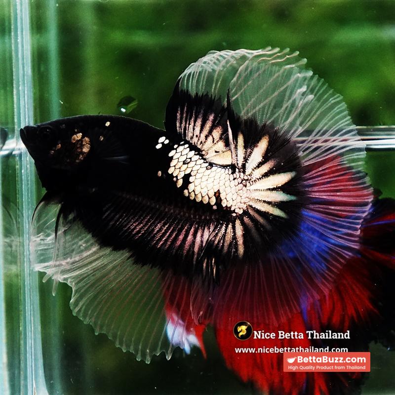 Betta fish Killer Shadow Black Star Warrior Butterfly (Ultra Rare) OHM - Image 3