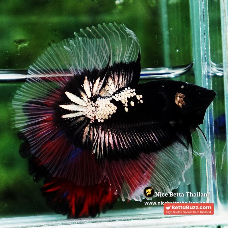 Betta fish Killer Shadow Black Star Warrior Butterfly (Ultra Rare) OHM - Image 6