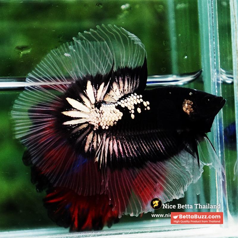 Betta fish Killer Shadow Black Star Warrior Butterfly (Ultra Rare) OHM - Image 4