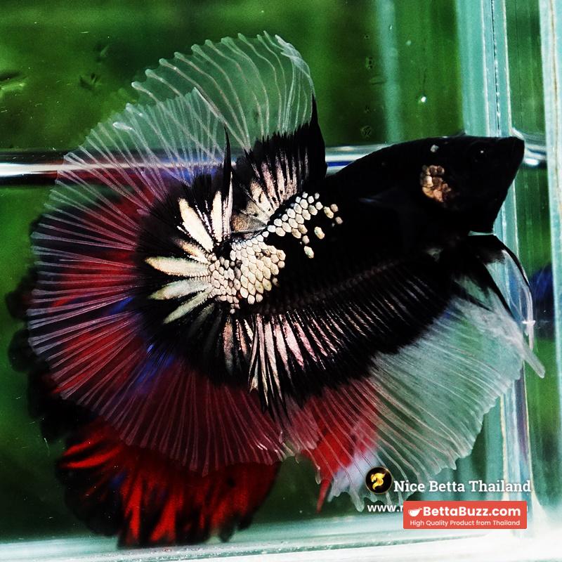 Betta fish Killer Shadow Black Star Warrior Butterfly (Ultra Rare) OHM - Image 2