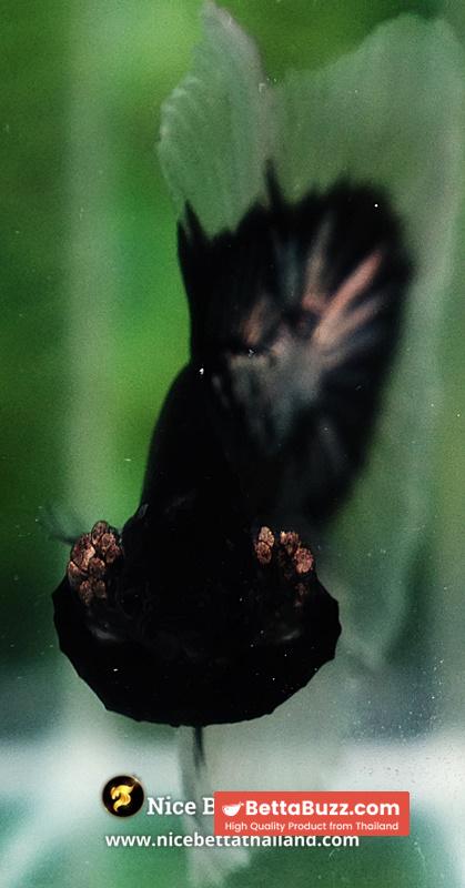 Betta fish Killer Shadow Black Star Warrior Butterfly (Ultra Rare) OHM - Image 7