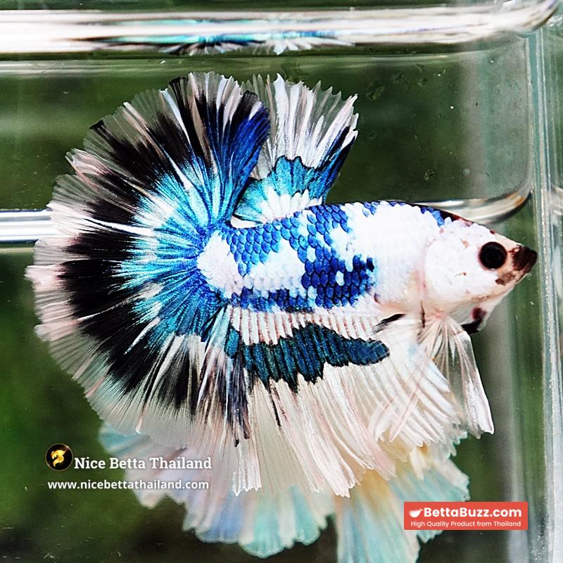 Betta Fish Fancy Magical Marble Tricolor Sky Hawk OHM - Image 2