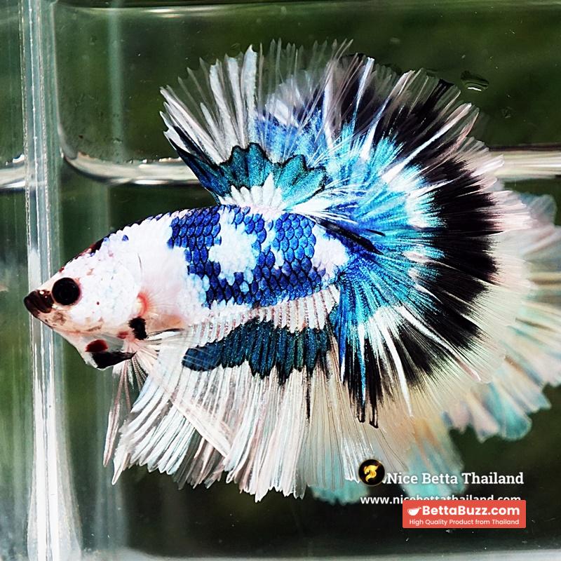 Betta Fish Fancy Magical Marble Tricolor Sky Hawk OHM - Image 3
