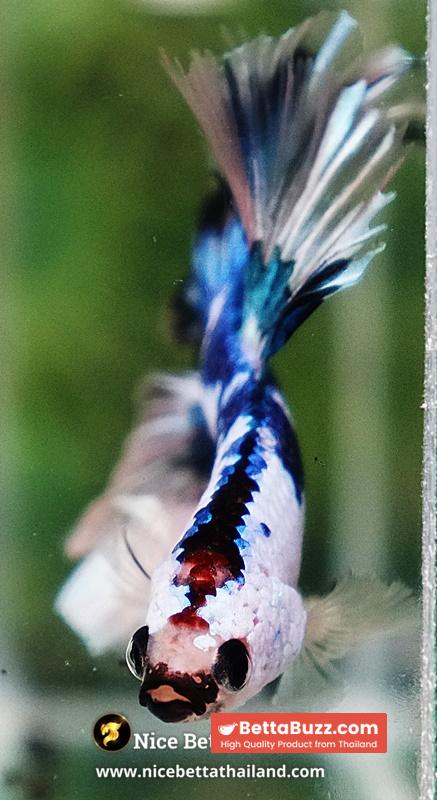 Betta Fish Fancy Magical Marble Tricolor Sky Hawk OHM - Image 7