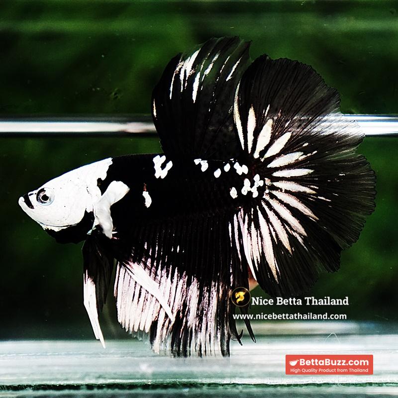 Betta fish Killer Shadow Black Star Full Helmet Samurai (Ultra Rare) HM - Image 5