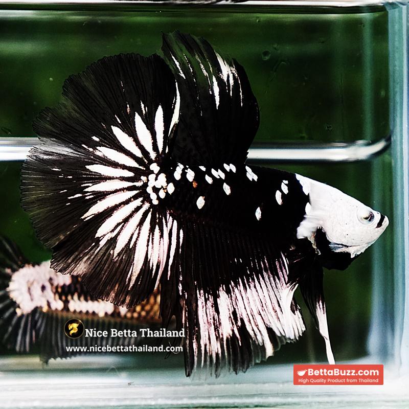 Betta fish Killer Shadow Black Star Full Helmet Samurai (Ultra Rare) HM - Image 4