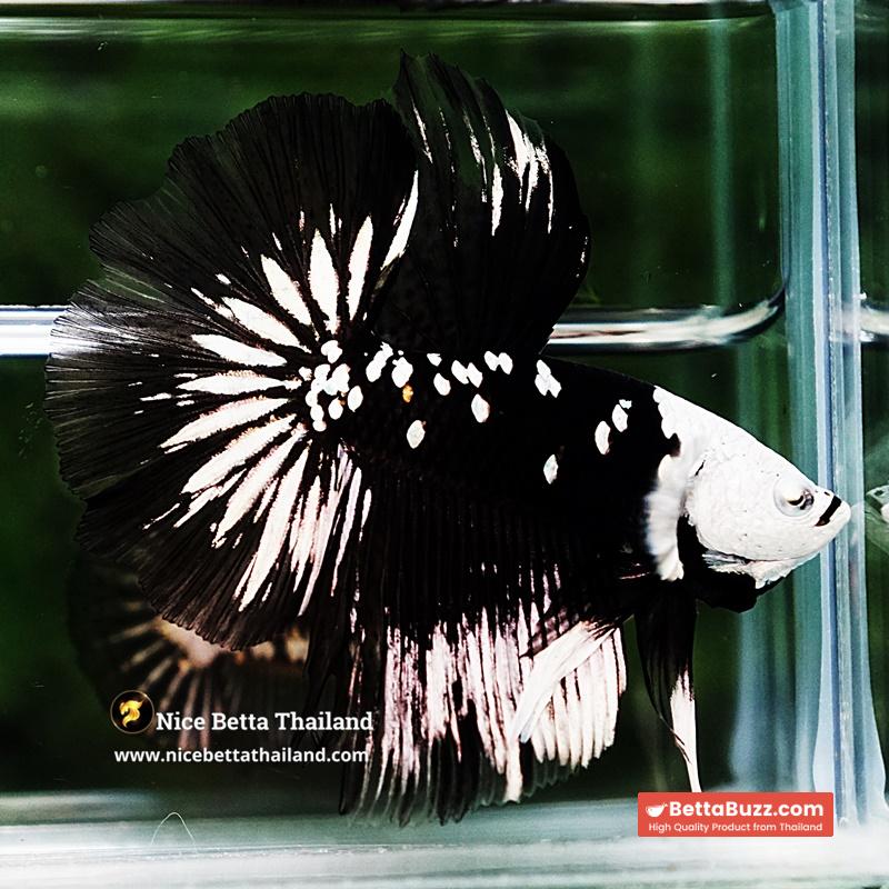 Betta fish Killer Shadow Black Star Full Helmet Samurai (Ultra Rare) HM - Image 6