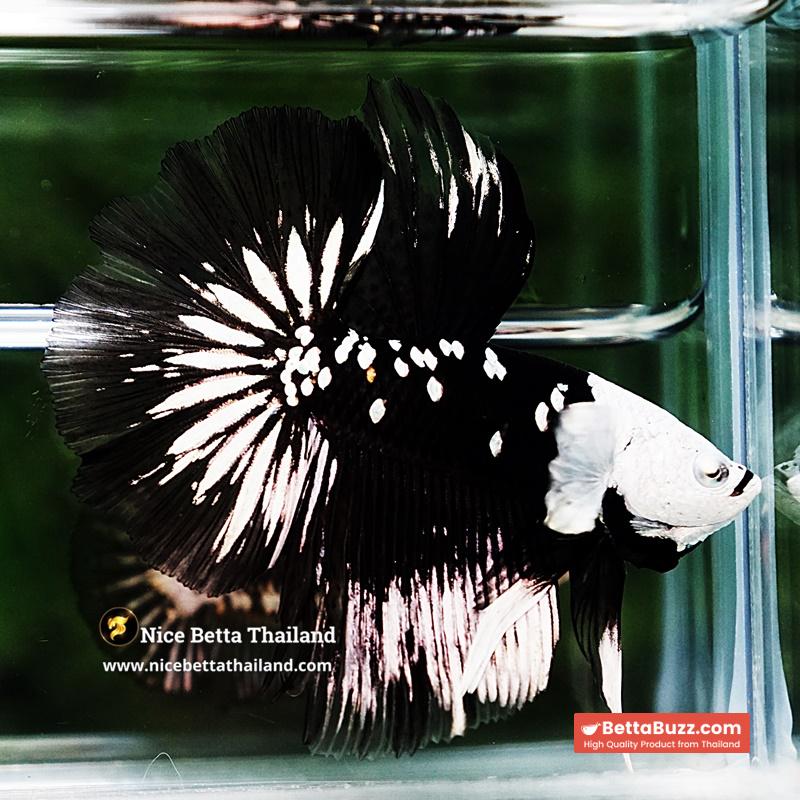 Betta fish Killer Shadow Black Star Full Helmet Samurai (Ultra Rare) HM - Image 2