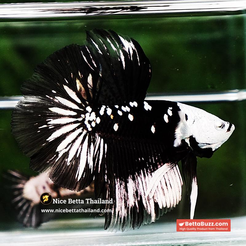 Betta fish Killer Shadow Black Star Full Helmet Samurai (Ultra Rare) HM - Image 8